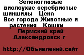 Зеленоглазые вислоухие серебристые шиншилы › Цена ­ 20 000 - Все города Животные и растения » Кошки   . Пермский край,Александровск г.